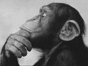 Smart Monkey